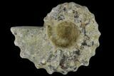 1 1/4" Tractor Ammonite (Douvilleiceras) Fossils - Photo 3